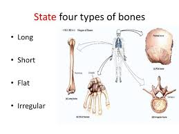 They are attached to the spine in the back. This Photo Illustrates The Four Types Of Bones Found In The Human Body The Major Bones Of The Arms Humerus R Types Of Bones Anatomy And Physiology Arm Bones