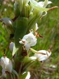 Image result for Satyrium coriophoroides