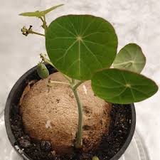 Image result for Stephania