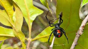 Black widow predtors:preying mantis,alligators,lizards,black widow(they eat males). Black Widow