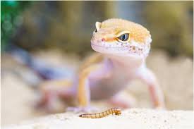 夢占い・夢診断｜ヤモリの夢は何を暗示している？｜さちこい