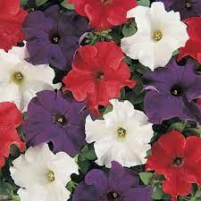 Petunia Dreams Patriot Mix F1 Annual Flowers Petunia Flower Flower Seeds