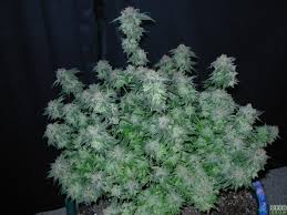Encuentra los mejores productos para cultivo de marihuana en nuestro grow shop virtual. Chem D Purple Bubba Kush Grow Reports Opengrow