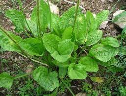Khasiat dari daun gedi merah untuk mengobati berbagai penyakit telah dibuktikan melalui berbagai penelitian, diantaranya: Daun Sendok Herbal Kopi Panca Sona