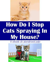 3 how does an invisible fence work? 13 Majestic Will A Female Cat Stop Spraying If She Is Fixed