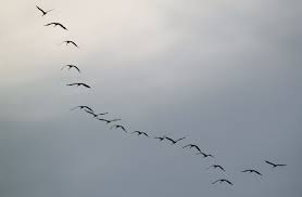 Birds group is one of the most prominent clothing manufacturers from bangladesh. Free Photo Group Of Birds Animal Bird Group Free Download Jooinn