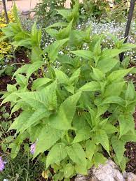 Bee Balm Monarda This Plant Appears To Be A Variety Of Bee Balm A Great Perennial For Sun To Part Shade The Stems Of Bee Bal Plant Leaves Plants Bee Balm