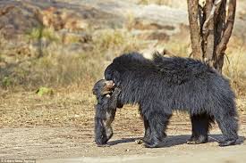 1873), which can be found in d. Baby Sloths Live Up To Their Name By Making Mother Give Them A Lift Baby Sloth Sloth Bear Bear