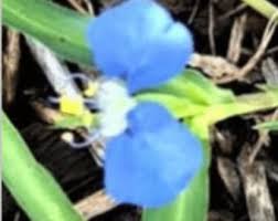 Image result for Commelina africana