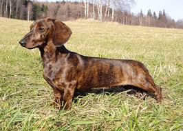 Image result for jezevčík hladkosrstý