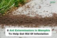 8 Ant Exterminators In Memphis To Help Get Rid Of Infestation