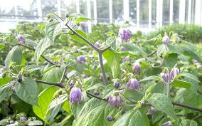 Bildergebnis für gruen baumchili