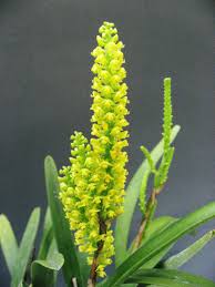 Image result for Polystachya golungensis