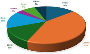 Image result for Scepocarpus hypselodendron