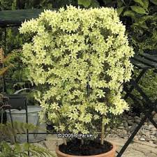 How to choose the best clematis for a long season of blooms. Clematis Pixie Evergreen Pflanzen