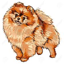It has been determined by the fédération cynologique internationale to be part of. Ilustracion De La Raza De Perro Pomerania Ilustraciones Vectoriales Clip Art Vectorizado Libre De Derechos Image 87266741