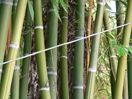 Image result for Oreobambos