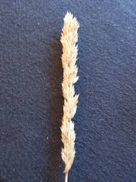 Image result for Setaria incrassata