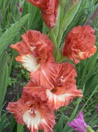 Smiling Dragon Gladiolus Flower Beautiful Flowers Blossom Garden