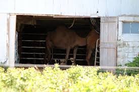 Liz peek is a fox news contributor and former partner of major bracket wall street firm wertheim & company. The Camels Of Lancaster County