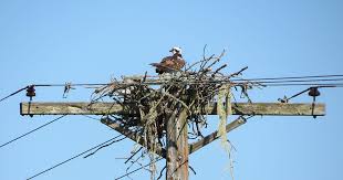 Supply the birds in your area with some nesting materials. As Ospreys Recover Their Nests Are Sparking Fires And Power Outages Audubon