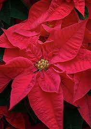 Red Poinsettia No Flower Says Christmas Like A Beautiful Poinsettia Artforsale From C Susan Rissi Tregoning F Flower Painting Poinsettia Beautiful Wall Art