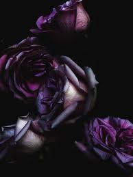 Black And Purple Roses Inspiration Billy Kidd Dark Flowers Purple Flowers Purple Roses