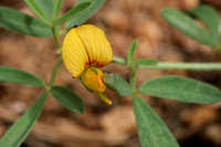 Image result for Crotalaria oocarpa