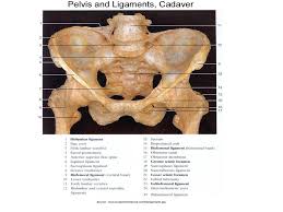 Delanceyb adepartment of mechanical engineering, biomedical engineering, and institute of gerontology, university of michigan, ann arbor, michigan, usa bdepartment of obstetrics and gynecology, university of michigan, ann arbor, michigan, usa Clinical Anatomy Of The Vulva Vagina Lower Pelvis And Perineum Glowm