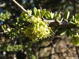 Image result for Boscia filipes