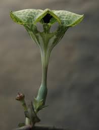 Image result for Ceropegia simplex
