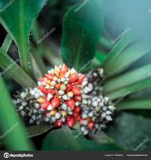 Image result for Palisota