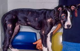 Ringworm In Dogs And Cats Urban Animal Veterinary Hospital Houston Heights Vet Dog health treatment & advice : ringworm in dogs and cats urban