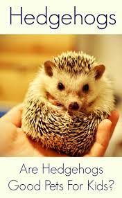 The editors of publications international, ltd. 13 Companion Animals For Mom Pets Ideas Pets Best Pets For Kids Animals