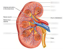 Related posts of excretory system diagram picture digestive tube anatomy. Excretory System Diagram Quizlet