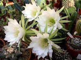 ▷ CACTUS CON FLORES【¡Todo un espectáculo de la naturaleza!】