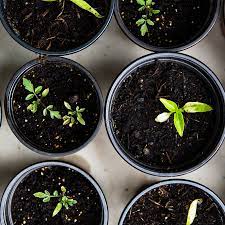 We did not find results for: Science U Home Can You Water Plants With Other Liquids Experiment