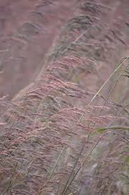 Image result for Neyraudia arundinacea