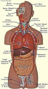 Realistic, detailed and anatomically accurate fully textured human male torso anatomy including the corresponding parts of the body, muscles, skeleton, internal organs and lymphatic systems. Pin On Chiropractic The Road To Health