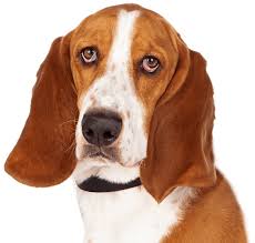 Beagle, dogue de bordeaux, and basset hound mix. Basset Hound Puppies For Sale Adoptapet Com