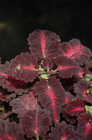 Image result for Coleus tetragonus