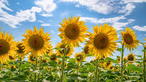 Sunflower: Tips for Growing Tall Sunflowers