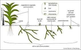 Maybe you would like to learn more about one of these? Plantae On Twitter Physcomitrella As A Model System For Plant Cell Biology And Organelle Organelle Communication Falz And Muller Schussele 2019 Https T Co Y07nk4fnwz As Basal Land Plant The Moss Physcomitrella Patens Is Used For