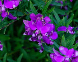 Check spelling or type a new query. Polygala Grandiflora Gardensonline