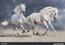 عکس اسب جفت - عکس نودی