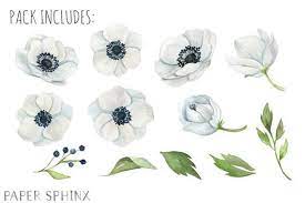 Watercolor Anemone Flowers Clipart White Wedding Flowers Etsy In 2020 White Wedding Flowers Anemone Flower Anemone