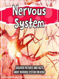 Pictures of central nervous system 1400. Read Nervous System Discover Pictures And Facts About Nervous System For Kids Online By Bold Kids Books
