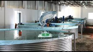Ras Indoor Fish Farming In Bangladesh Fish Farming Indoor Farm