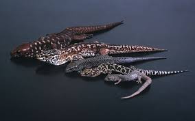 Image result for Lepidagathis randii