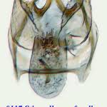 Image result for Stigmella confusella